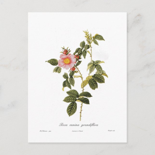 Rosa canina grandiflora postcard (Front)