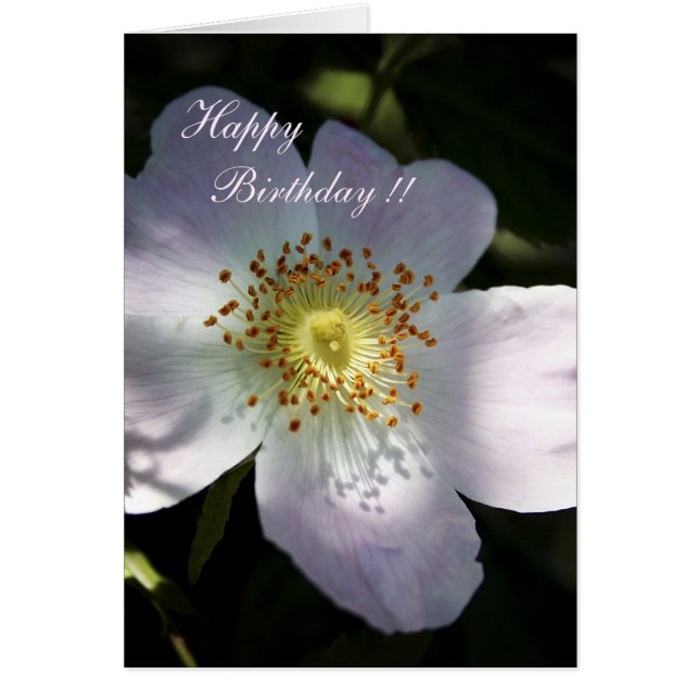 Rosa Canina - Rose de chien (Devant)