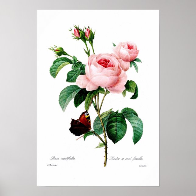 Rosa centiflora poster (Front)
