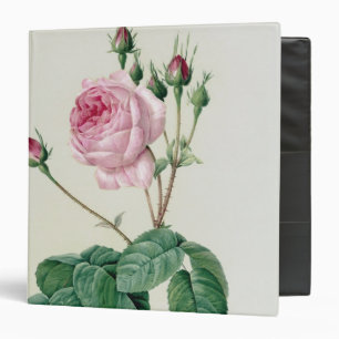 Rosa Centifolia Bullata Binder