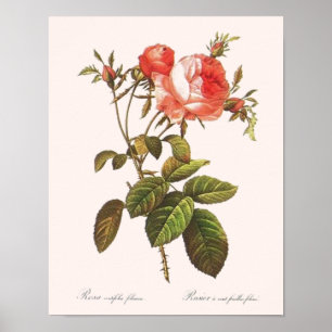 Rosa Centifolia Foliacea Poster