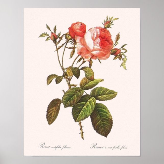Rosa Centifolia Foliacea Poster (Front)