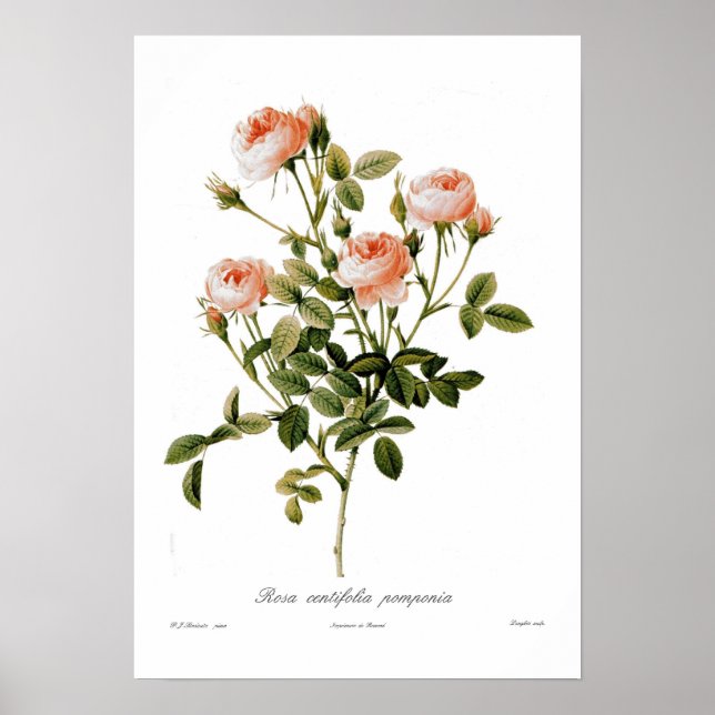 Rosa centifolia pomponia poster (Front)