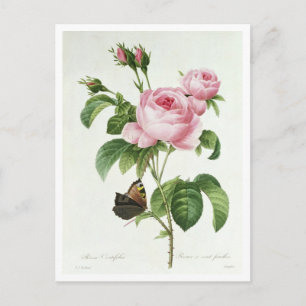 Rosa Centifolia Postcard