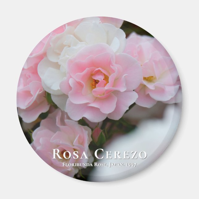 Rosa Cerezo マグネット Magnet (Front)