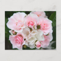 Rosa Cerezo [Postcard]