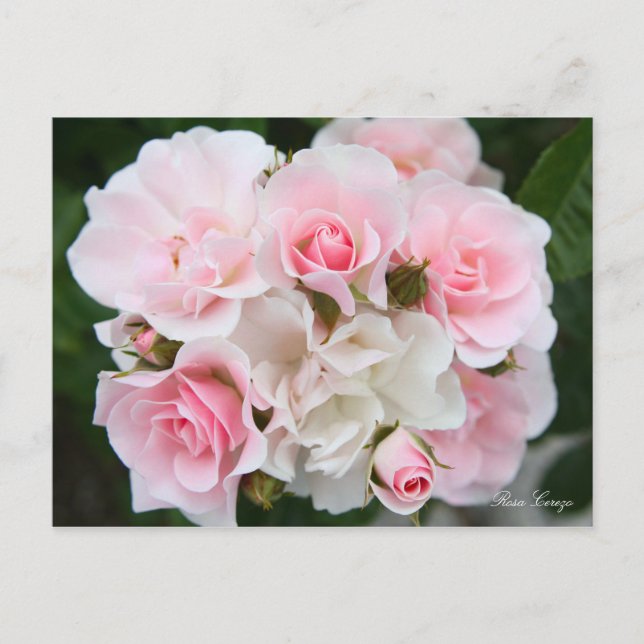Rosa Cerezo [Postcard] Postcard (Front)