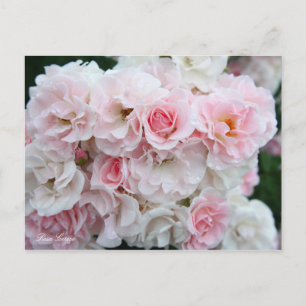 Rosa Cerezo [Postcard] Postcard