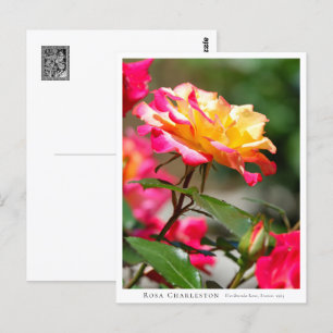 Rosa Charleston Postcard