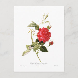 Rosa chinensis cruenta postcard