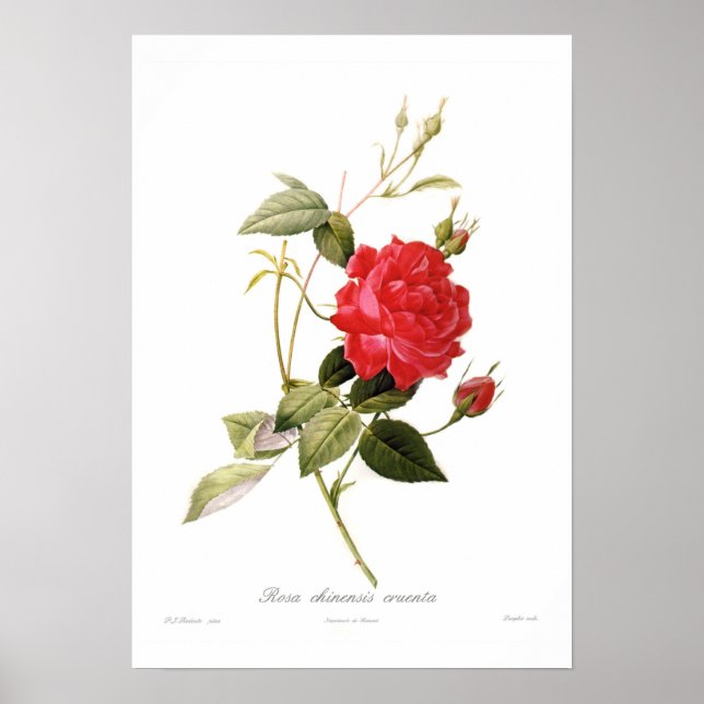 Rosa chinensis cruenta poster (Front)