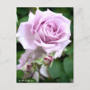 Rosa Climbing Blue Moon:Postcard Postcard