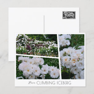 Rosa Climbing Iceberg Postcard