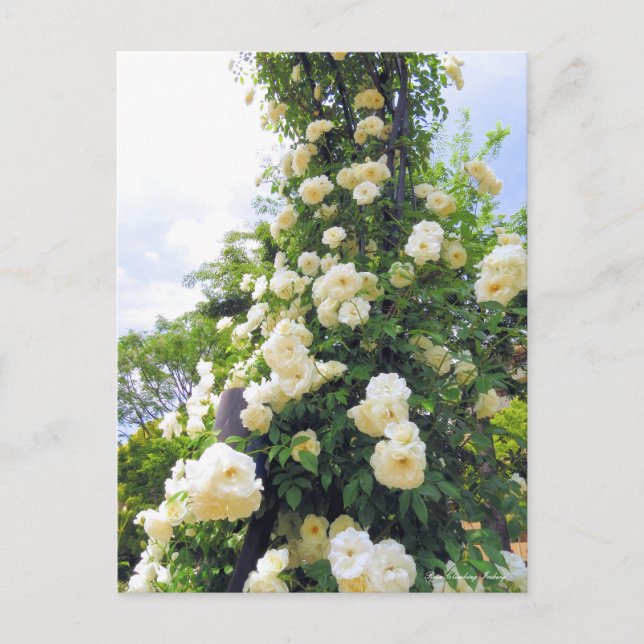Rosa Climbing Iceberg：Postcard Postcard (Front)