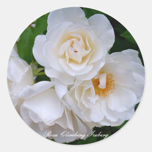 Rosa Climbing Iceberg [Round Seal] ラウンドシール Classic Round Sticker (Front)