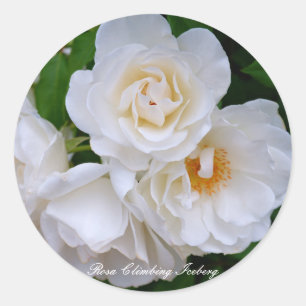 Rosa Climbing Iceberg [Round Seal] Round Seal