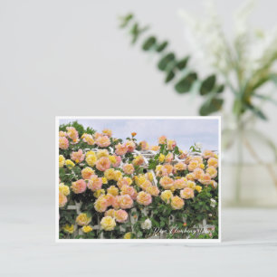 Rosa Climbing Peace Postcard