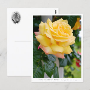 Rosa Climbing Peace Postcard