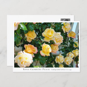 Rosa Climbing Peace Postcard