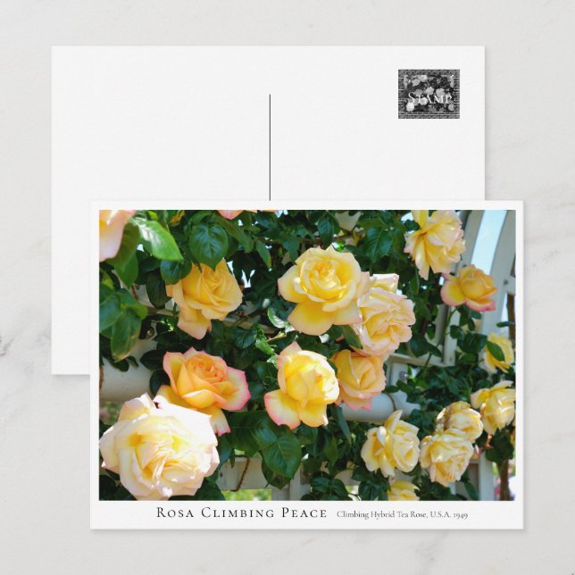 Rosa Climbing Peace Postcard (Front/Back)