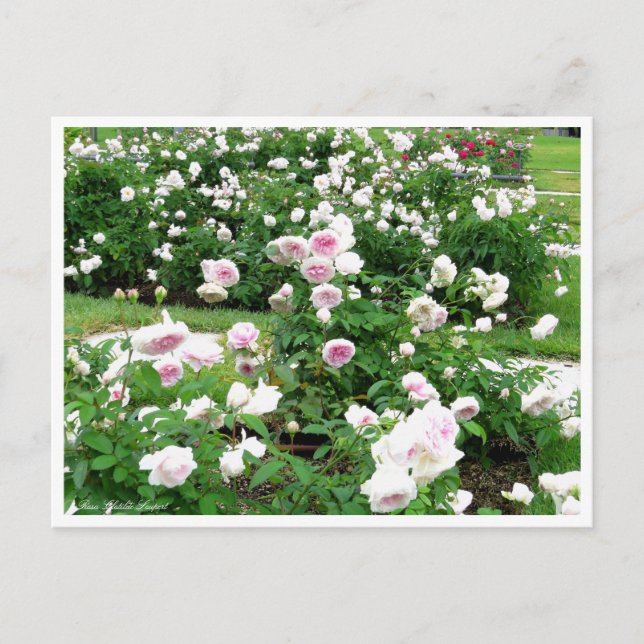 Rosa Clotilde Soupert : Carte postale (Devant)