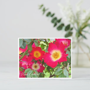 Rosa Cocktail Postcard