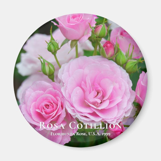 Rosa Cotillion Magnet (Front)