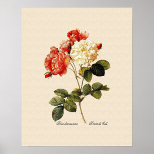 Rosa damascena celsiana poster