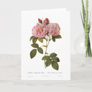 Rosa damascena italica card