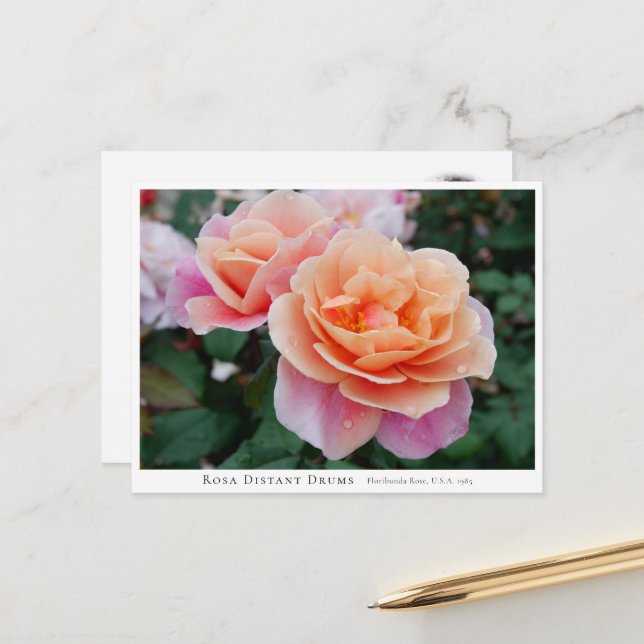 Rosa Distant Drums Postcard (Front/Back In Situ)