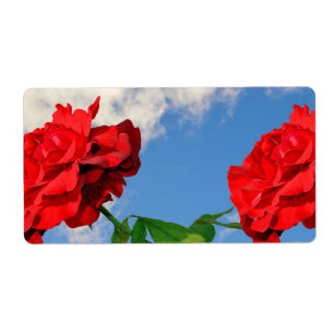 Rosa Don Juan avec le ciel bleu
