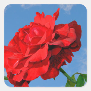 Rosa Don Juan with a blue sky Square Sticker