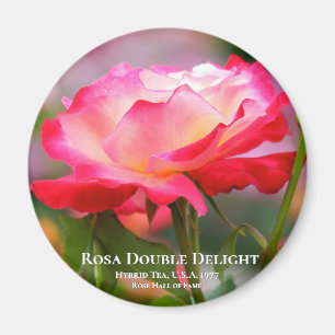 Rosa Double Delight Magnet