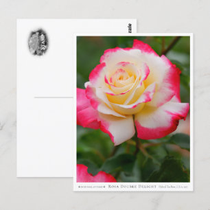 Rosa Double Delight Postcard