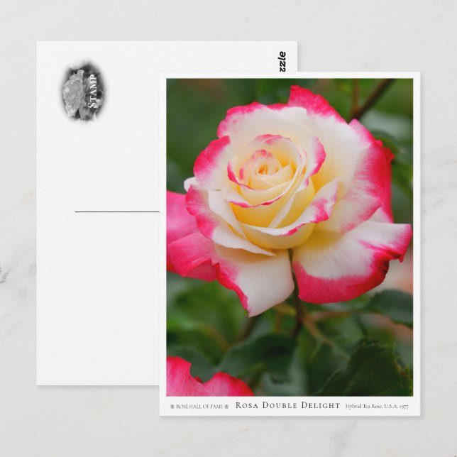 Rosa Double Delight Postcard (Front/Back)
