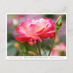 Rosa Double Delight Postcard