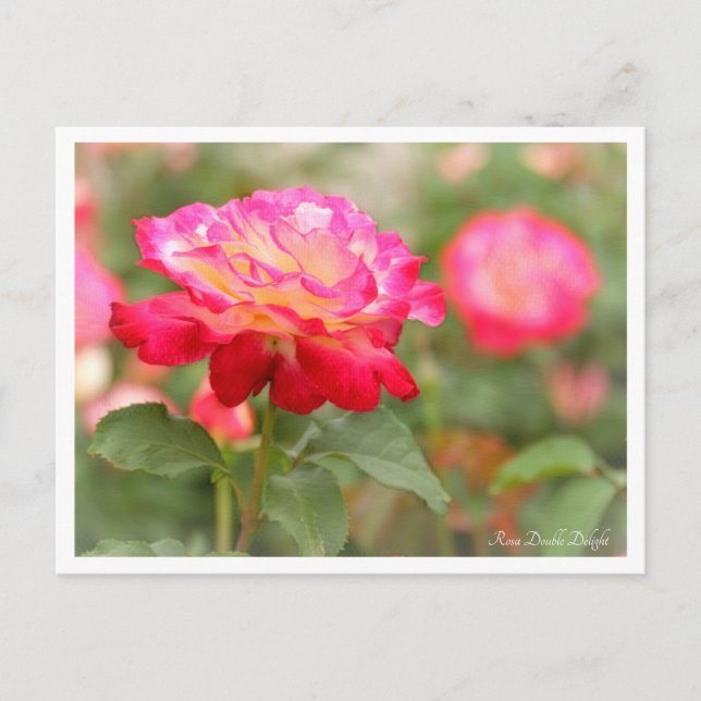 Rosa Double Delight Postcard (Front)