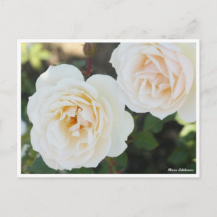 Rosa Edelweiss Postcard