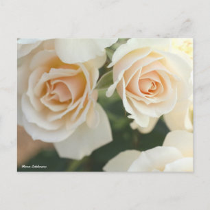 Rosa Edelweiss Postcard