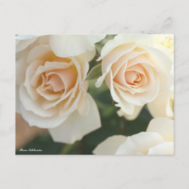 Rosa Edelweiss Postcard (Front)