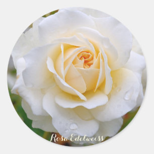 Rosa Edelweiss [Round Seal] Classic Round Sticker