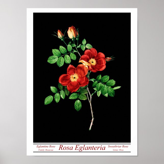 Rosa Eglanteria Black Poster (Front)