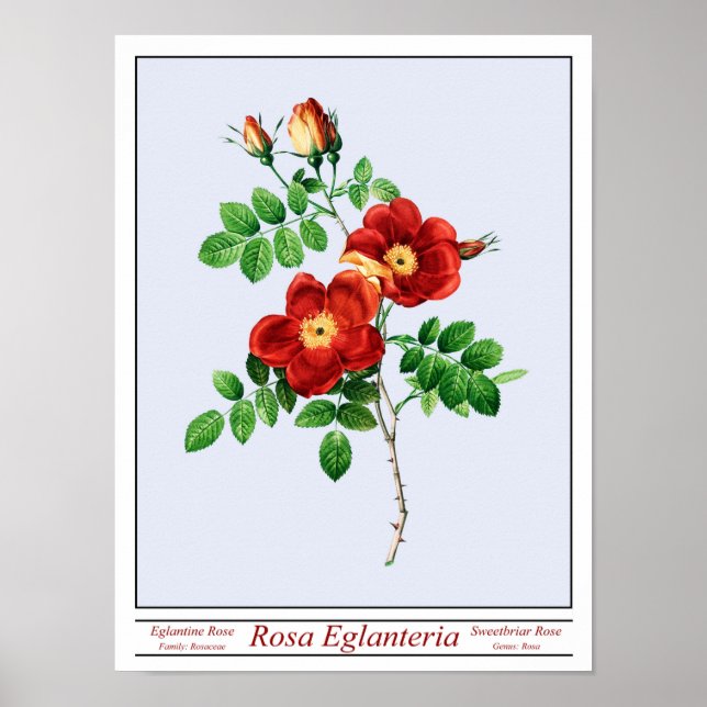 Rosa Eglanteria Blue Poster (Front)