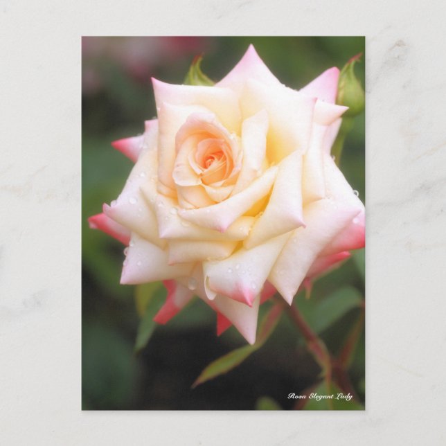 Rosa Elegant Lady Postcard (Front)