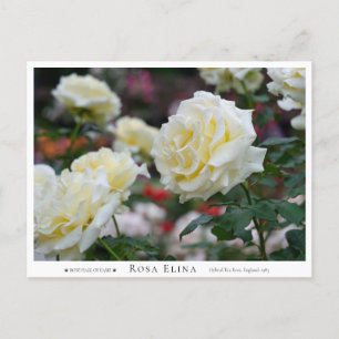 Rosa Elina Postcard
