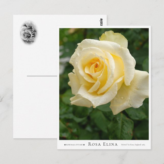 Rosa Elina Postcard (Front/Back)