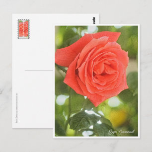 Rosa Emanuel Postcard
