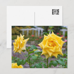Rosa Emblem Postcard