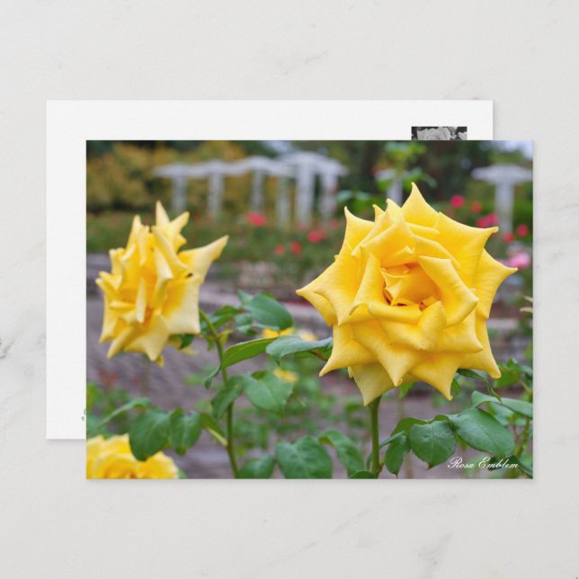 Rosa Emblem Postcard (Front/Back)