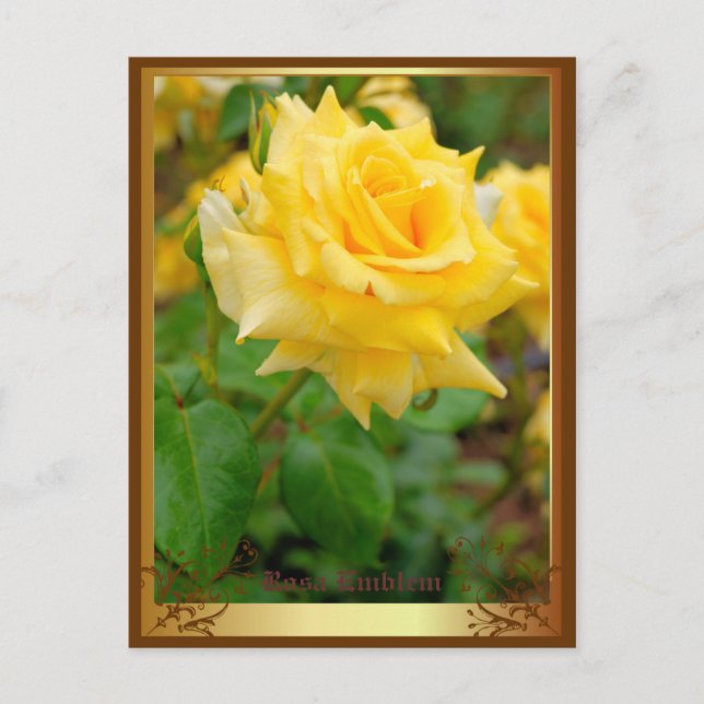 Rosa Emblem [Postcard] Postcard (Front)
